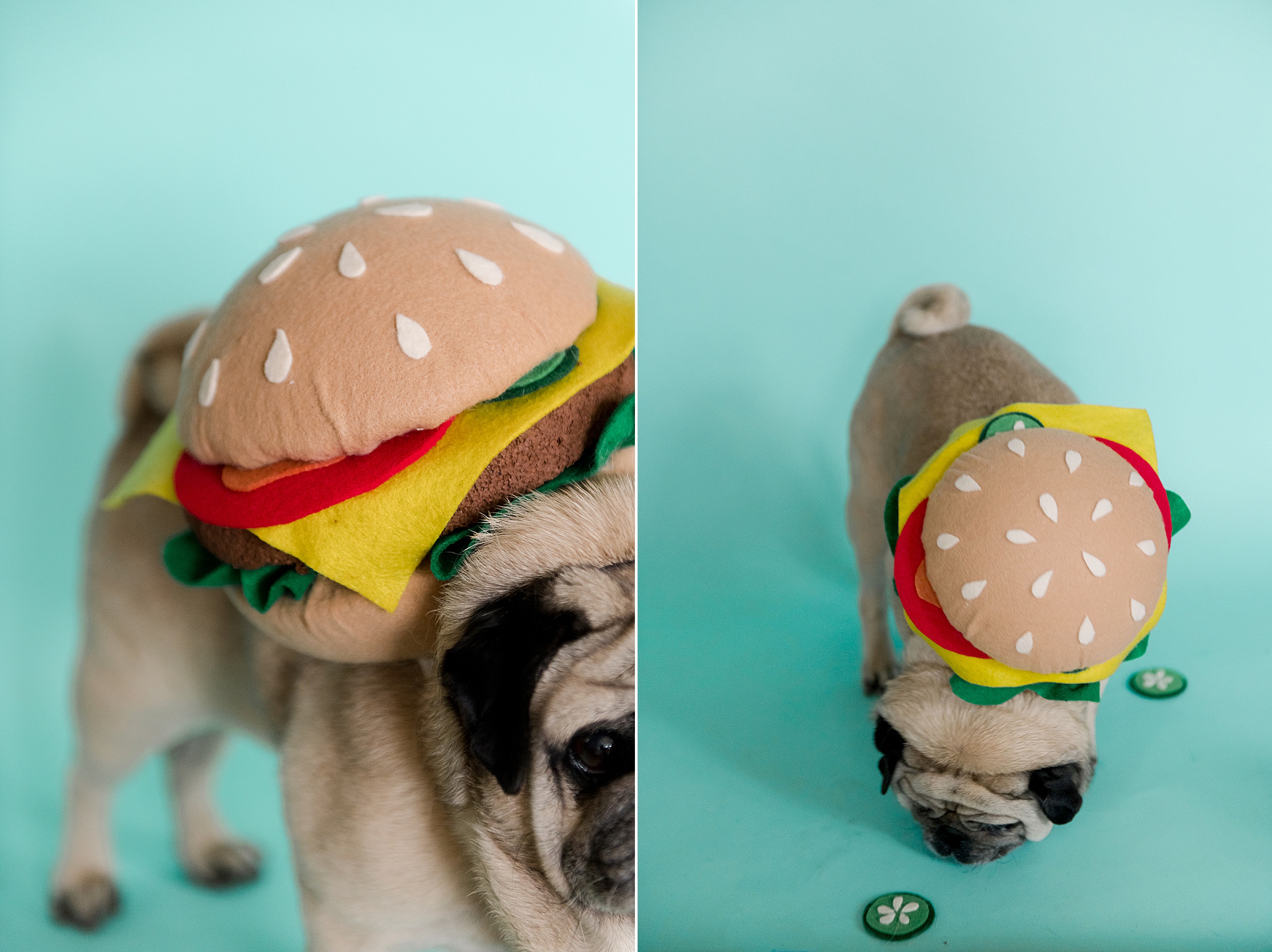 no sew cheeseburger costume, dog halloween costume DIY, Cheeseburger Halloween costume, pug costume, hamburger costume