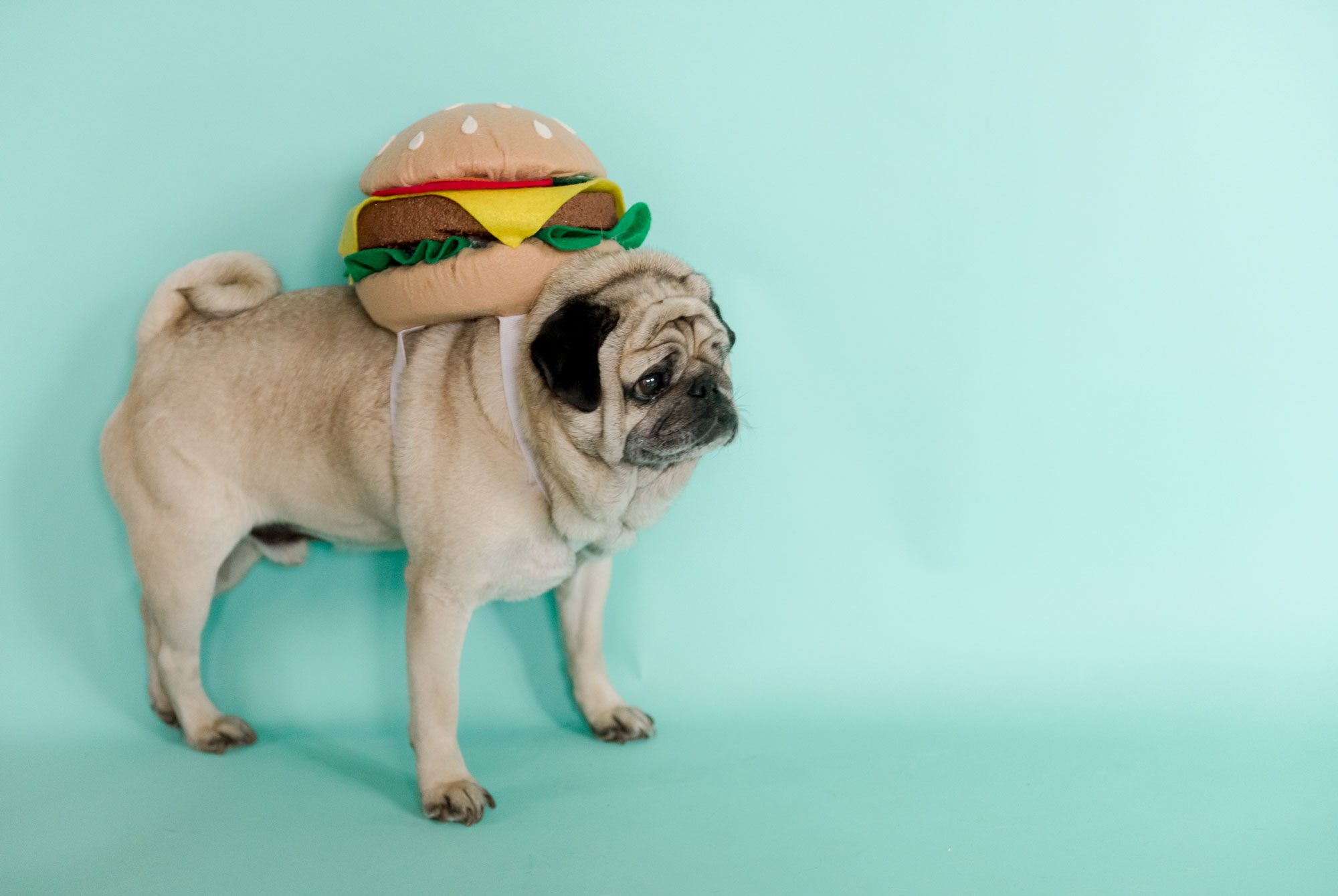 no sew cheeseburger costume, dog halloween costume DIY, Cheeseburger Halloween costume, pug costume, hamburger costume