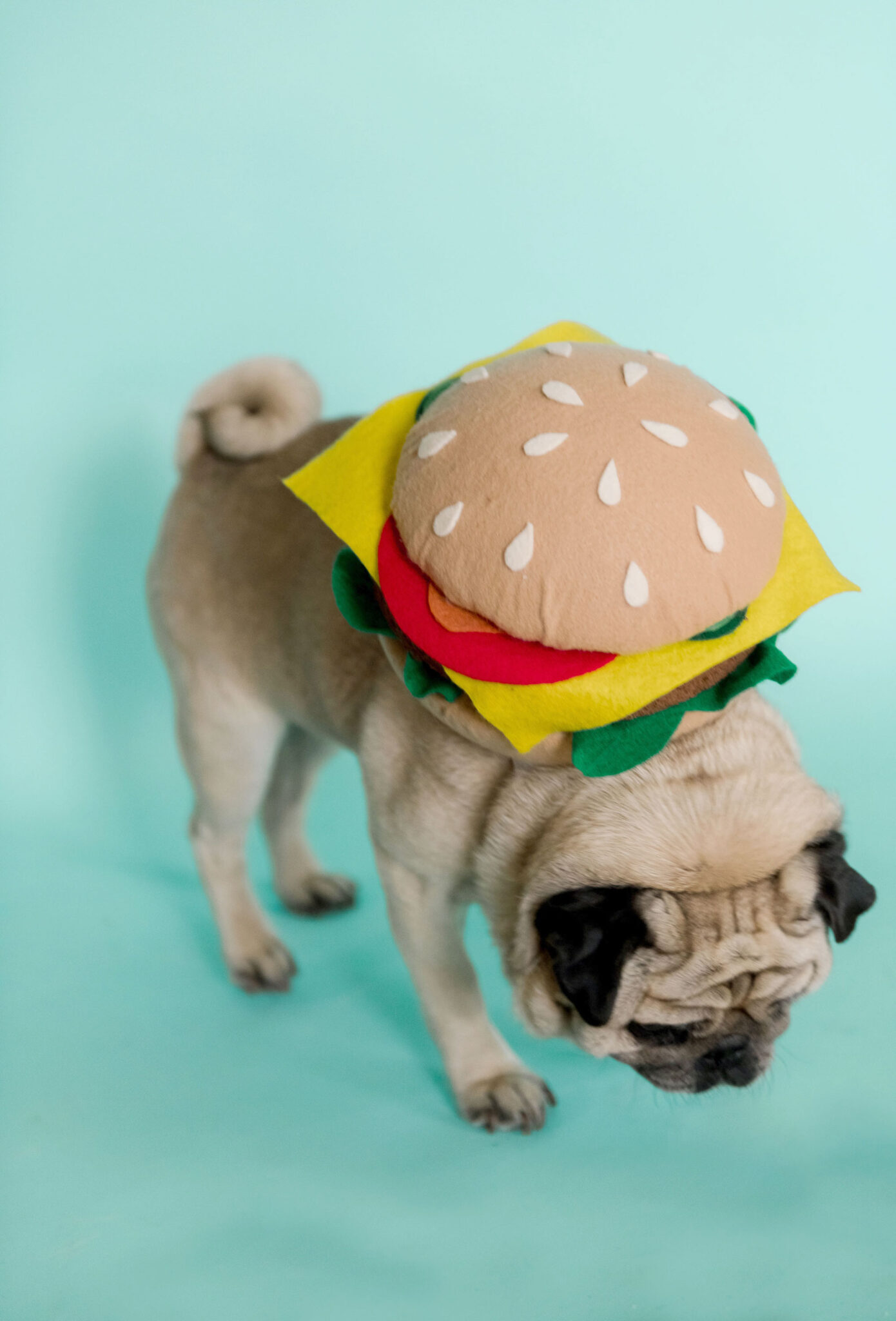 A no-sew cheeseburger dog costume! – oh yay studio – Color + Painting ...