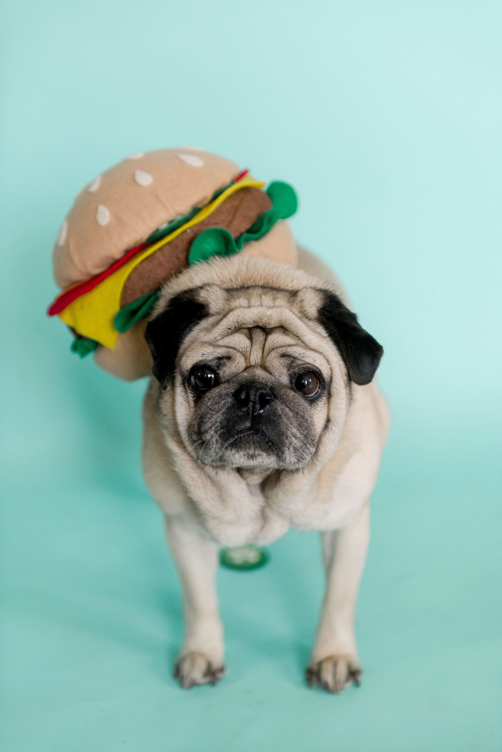 A no-sew cheeseburger dog costume!
